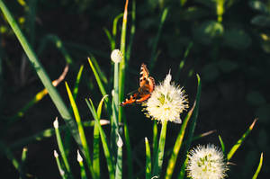 Aesthetic Butterfly On Dandelion Wallpaper