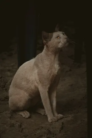 Aesthetic Cat In Sand Wallpaper