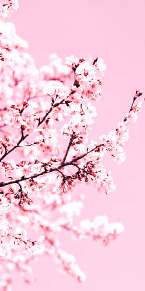 Aesthetic Cherry Blossom Blushing Wallpaper