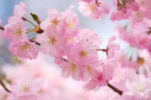 Aesthetic Cherry Blossom In Dazzling Baby Pink Wallpaper