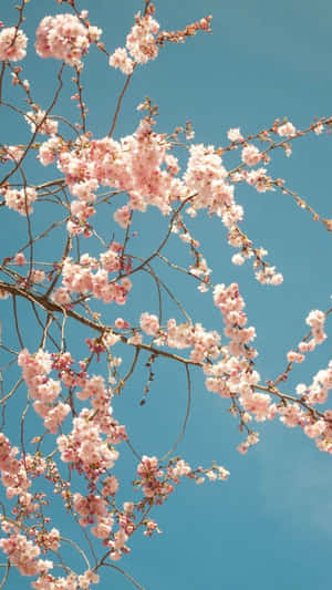 Aesthetic Cherry Blossom Is Charming Wallpaper