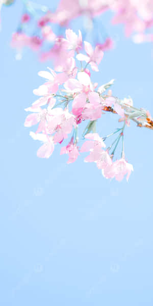 Aesthetic Cherry Blossom Is Fragrant Wallpaper