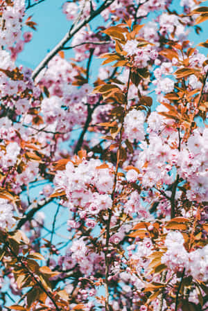 Aesthetic Cherry Blossom With Leaves Wallpaper