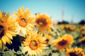 Aesthetic Chromebook Sunflowers Wallpaper