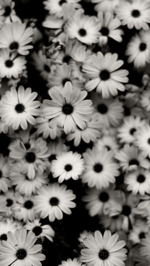 Aesthetic Daisy Black And White Wallpaper