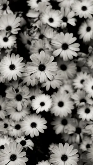 Aesthetic Daisy Black And White Wallpaper