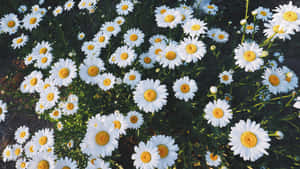 Aesthetic Daisy Flower Field Wallpaper