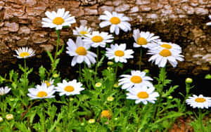 Aesthetic Daisy Under A Log Wallpaper