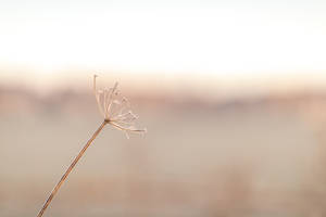 Aesthetic Dandelion In Beige Scenery Wallpaper