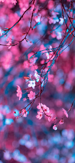 Aesthetic Dark Cherry Blossom Wallpaper