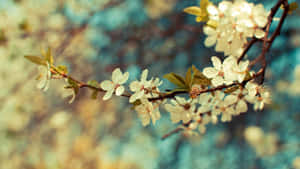 Aesthetic Desktop Wallpaper Of Delicate Pink Flowers Wallpaper