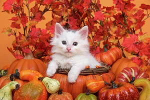Aesthetic Fall Cat Wallpaper