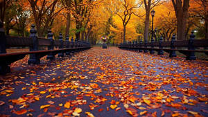 Aesthetic Fall Central Park Wallpaper