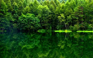 Aesthetic Fall Green Trees Wallpaper