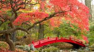 Aesthetic Fall Japanese Garden Wallpaper