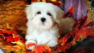 Aesthetic Fall Maltese Dog Wallpaper