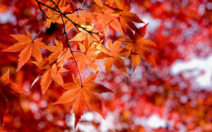 Aesthetic Fall Orange Maple Tree Wallpaper