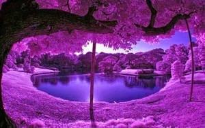 Aesthetic Fall Violet Trees Wallpaper