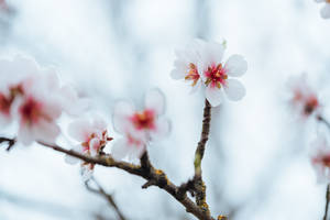 Aesthetic Flower Almond Wallpaper