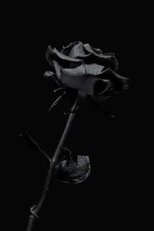 Aesthetic Flower Black Rose Iphone Wallpaper