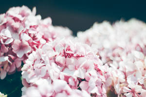 Aesthetic Flower In Cluster Wallpaper