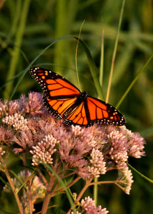 Aesthetic Flowers And Butterflies Bright Orange Wallpaper