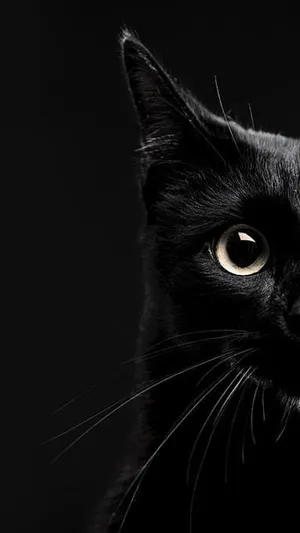 Aesthetic Half Shot Black Cat Iphone Wallpaper