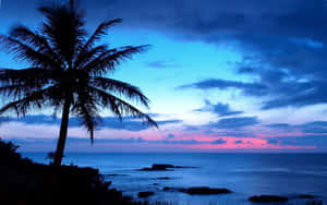 Aesthetic Hawaii Sunset Palms Wallpaper