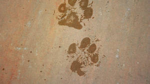 Aesthetic Paw Print Wallpaper