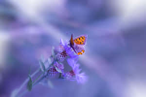 Aesthetic Purple Butterfly Against A Vibrant Teal Gradient Pattern, Perfect For Your Iphone Background Wallpaper