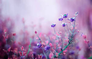 Aesthetic Purple Flower On Spring Season Wallpaper