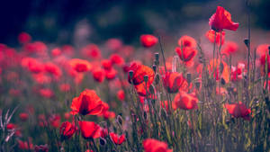 Aesthetic Red Spring Flowers Wallpaper