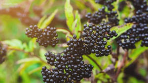 Aesthetic Ripe Black Elderberry Fruits Wallpaper