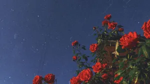 Aesthetic Roses Tumblr Laptop Wallpaper