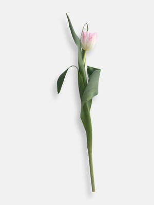 Aesthetic Single Tulip Wrap Wallpaper