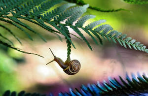 Aesthetic Snail Leaf Wallpaper