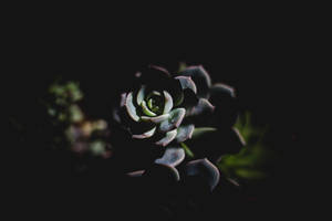 Aesthetic Succulent Dark Mode Wallpaper