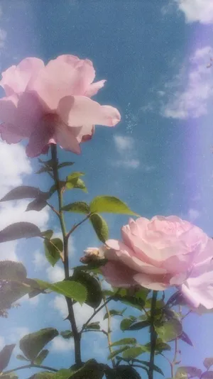 Aesthetic Tumblr Baby Pink Flowers Wallpaper