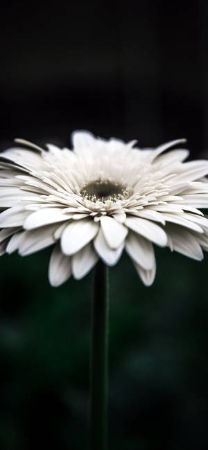 Aesthetic White Daisy For Iphone Wallpaper