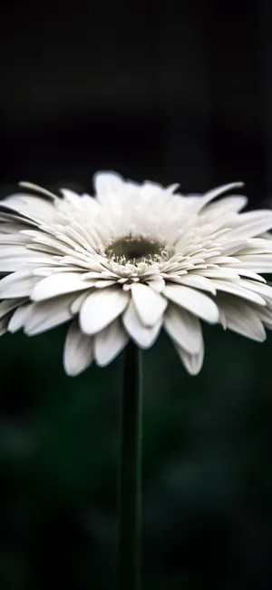 Aesthetic White Daisy For Iphone Wallpaper