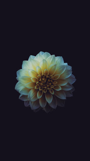 Aesthetic Yellow Flower Iphone Dark Wallpaper