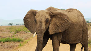 African Animal Old Elephant Wallpaper