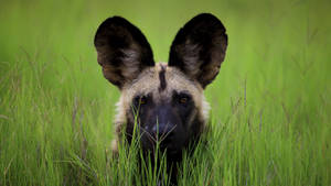 African Animal Wild Dog Wallpaper