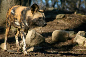 African Animals Dog Rocks Wallpaper