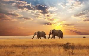 African Animals Elephants Grass Wallpaper