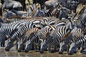 African Animals Watering Hole Wallpaper