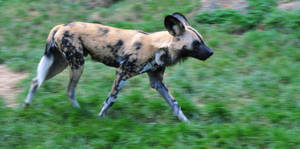 African Animals Wild Dog Pup Wallpaper