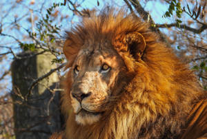 African Barbary Lion Wallpaper