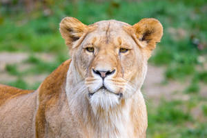 African Calm Lion Wallpaper