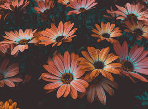 African Daisies Wallpaper